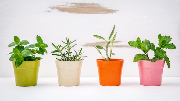 Différentes sortes d&#39;herbes.