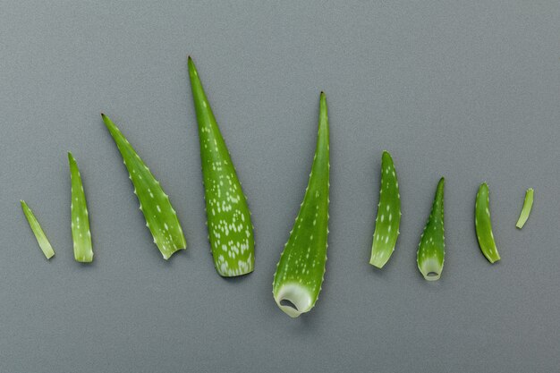 Les différentes tailles de feuilles d&#39;aloe vera sur fond gris.