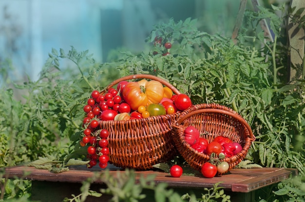 Différentes tomates dans des paniers près de la serre. Récolter les tomates dans une serre. Concept de produit naturel.