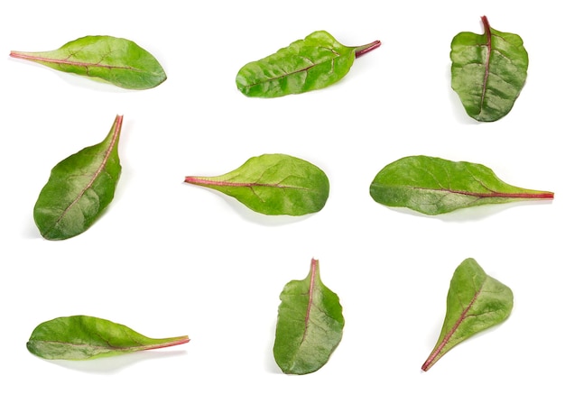 Différentes variantes de feuilles de salade de blettes isolées sur fond blanc
