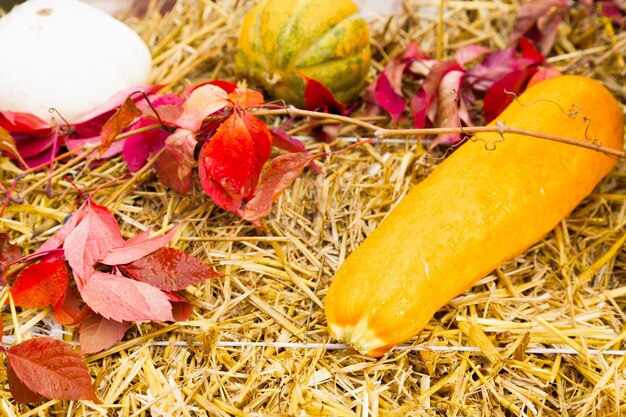 Photo différentes variétés de citrouilles reposent sur de la paille sèche