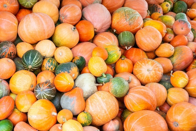 Différentes Variétés De Citrouilles