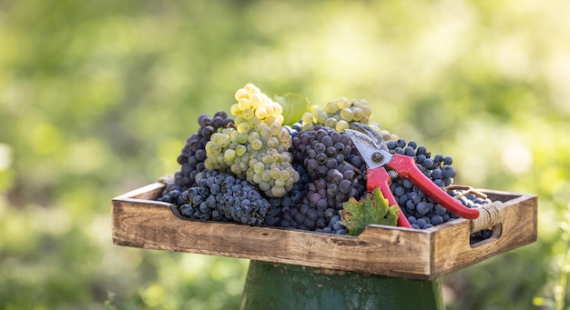 Différentes variétés de raisins fraîchement cueillis dans une caisse en bois placée dans un vignoble