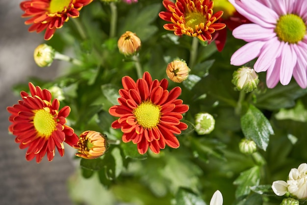 Différents chrysanthèmes dans un bouquet.