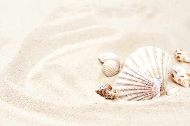 Différents coquillages dans le sable en mise au point sélective