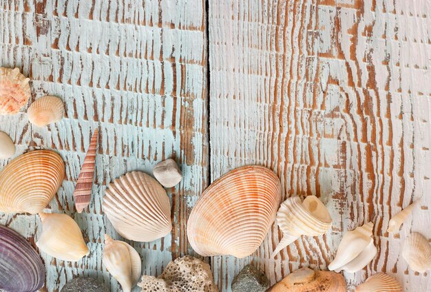 différents coquillages sur des planches bleues en bois