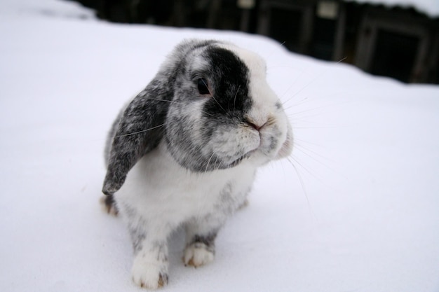 Différents lapins domestiques à la ferme, en hiver, sur la neige