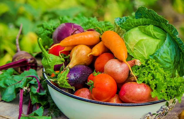 Différents légumes bio. Mise au point sélective. nature alimentaire.