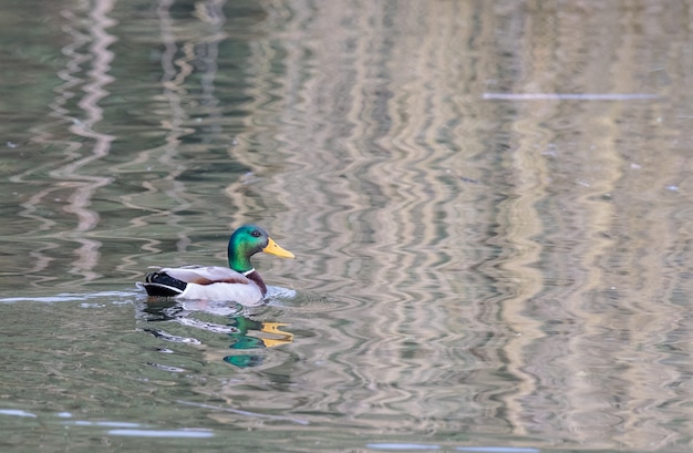 les différents oiseaux tels que les canards