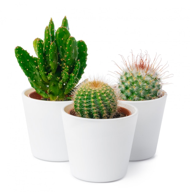 Différents types de cactus isolés sur fond blanc, gros plan