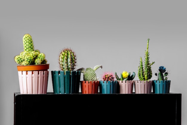 Différents types de cactus sur un support noir.