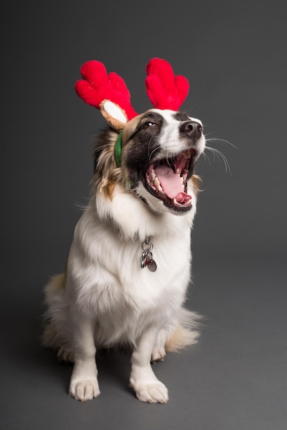 Différents types de chiens avec un comportement amusant et un concept de photo d'animal de chien d'apparence intéressante