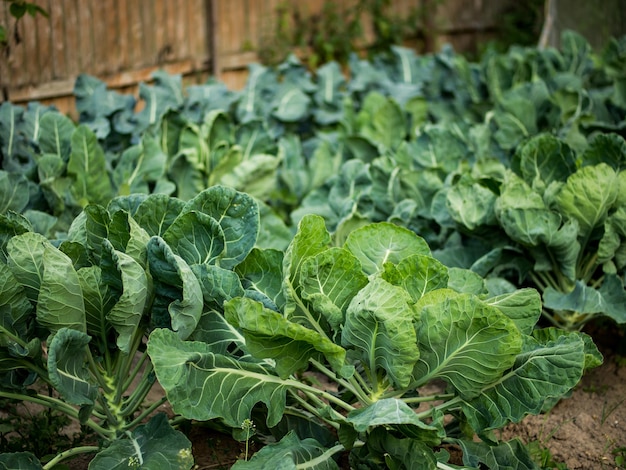 Différents types de choux dans le jardin potager Le jardin est planté de chou-fleur brocoli