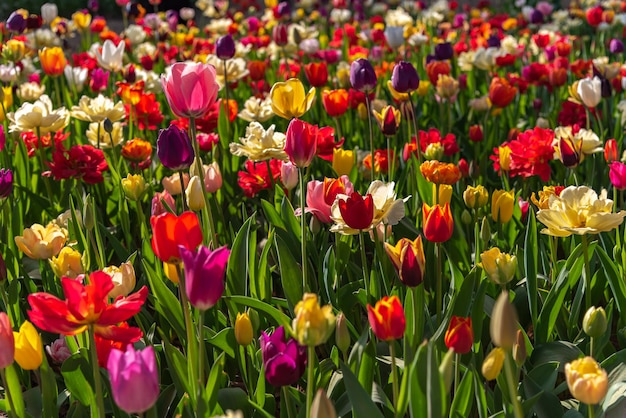 Différents types colorés de champs de fleurs de tulipes