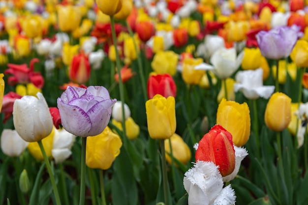 Différents types colorés de champs de fleurs de tulipes