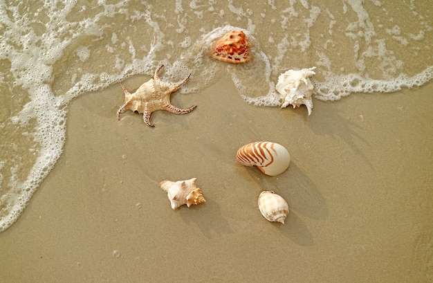 Différents types de coquillages magnifiques naturels sur les vagues se brisant sur la plage de sable