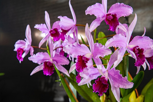 Différents types d'orchidées colorées