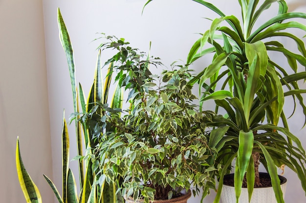 Différents types de plantes d'intérieur en pot dans la salle grise Fond de jardinage vert Décor à la maison Espace copie