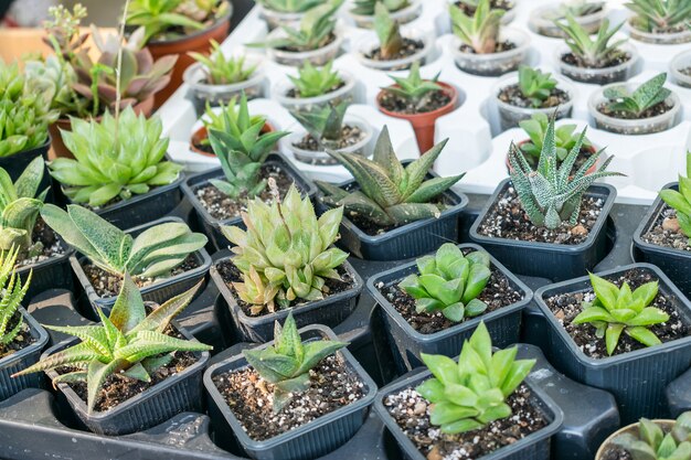 Différents types de plantes en pot de cactus succulentes