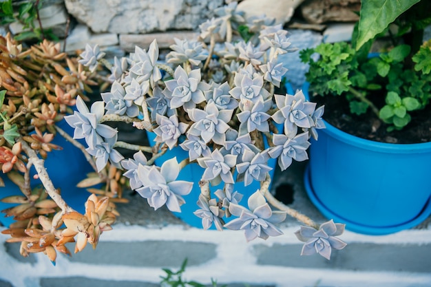 Différents types de plantes succulentes, dans de grands pots en céramique bleus au sommet du réservoir, groupe vue succulente de dessus, gros plan flou feuilles sèches sur fond de rue