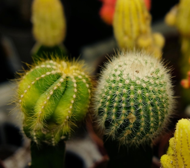 Différents types de pots de cactus verts dans la boutique