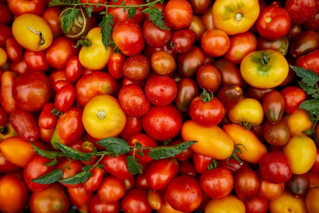 Différents types de tomates cultivées sur place Assortiment de tomates marché de producteurs locaux