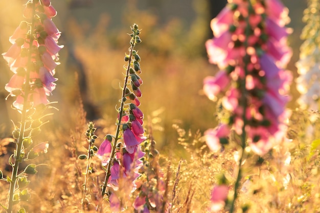 Digitale pourpre Digitalis purpurea pendant le lever du soleil