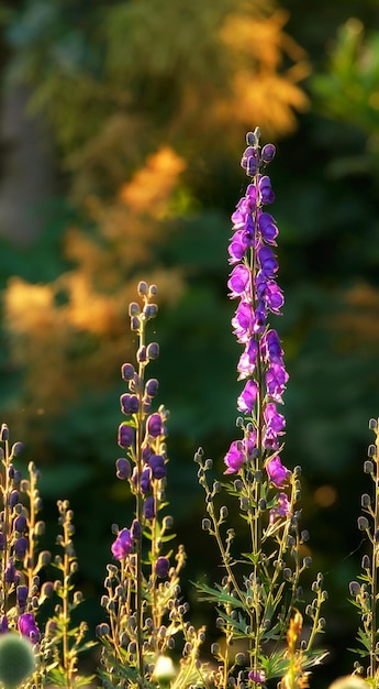 Digitales violettes fleurissant dans un jardin ensoleillé en été Digitalis purpurea fleurissant dans une prairie herbeuse verdoyante dans la nature Plantes à fleurs fleurissant dans un champ à la campagne