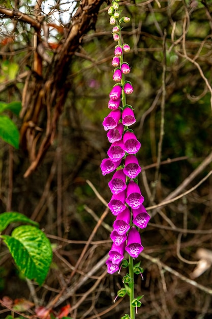 Digitalis purpurea en fleurs dans la forêt