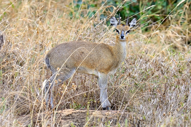 Dik-dik dans la réserve nationale d'Afrique, Kenya