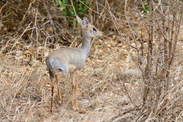 Dik-dik dans la réserve nationale d'Afrique, Kenya