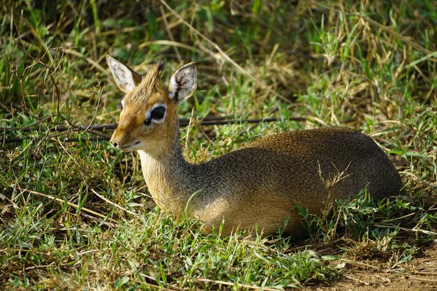 Photo un dikdik se reposant dans une pelouse herbeuse