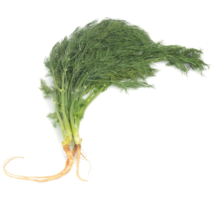 Photo dill avec des racines isolées sur un fond blanc