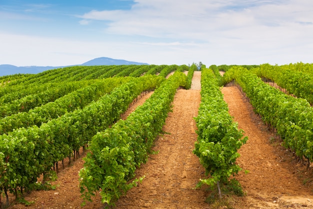 Diminution des rangées de champs de vignes