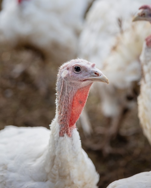 Dinde blanche domestique sur les animaux de ferme élevés pour la nourriture dinde de thanksgiving un plat traditionnel