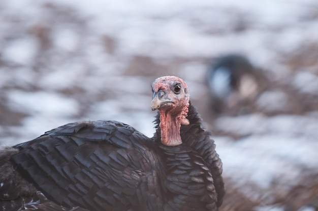 Dinde domestique à la ferme gros plan d'une ferme avicole d'oiseaux portrait de dinde