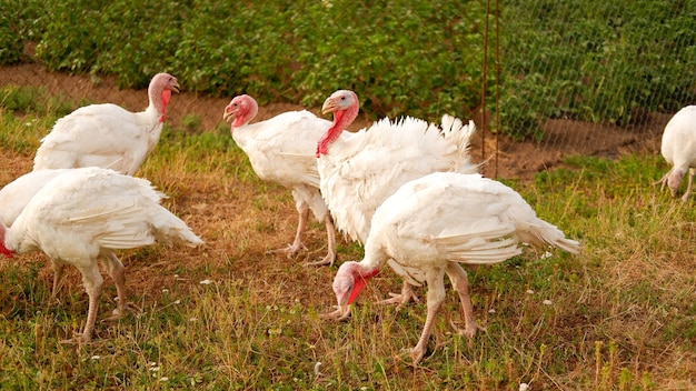 Les dindes blanches broutent l'herbe à la ferme en été