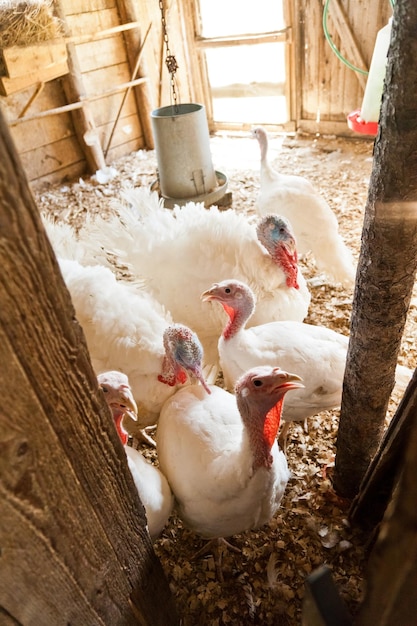 Dindes à la ferme