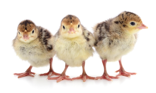 Dindes de poulet isolé sur fond blanc