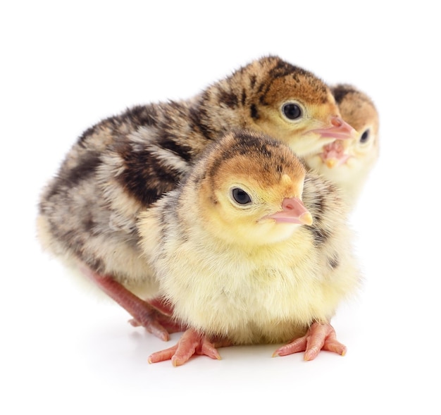 Dindes de poulet isolé sur fond blanc