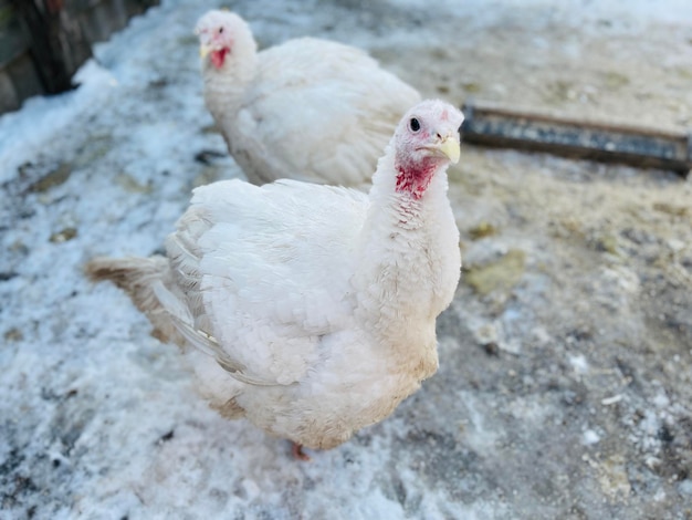 Dindes sur sol enneigé à la ferme Au-dessus des dindes blanches debout sur un sol enneigé froid dans l'enceinte le jour d'hiver à la ferme