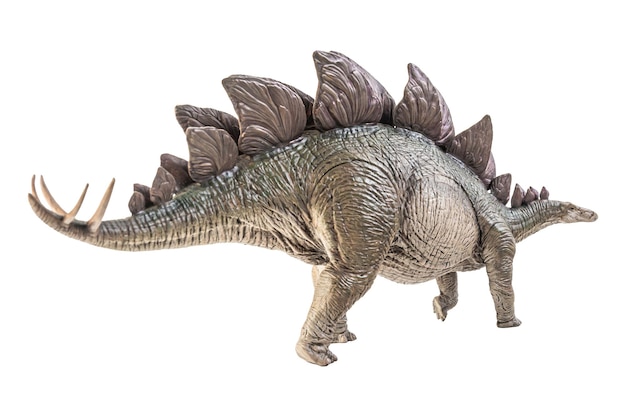 Dinosaure Stegosaurus sur fond blanc