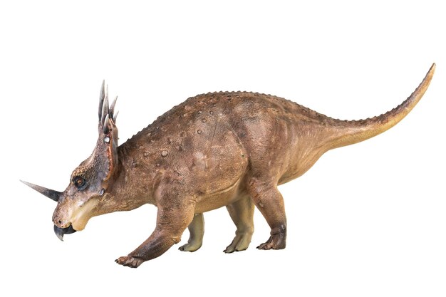 Le dinosaure Styracosaurus sur un fond isolé