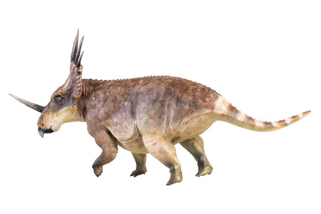 Le dinosaure Styracosaurus sur un fond isolé