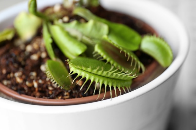 Dionaea muscipula en gros plan de pot