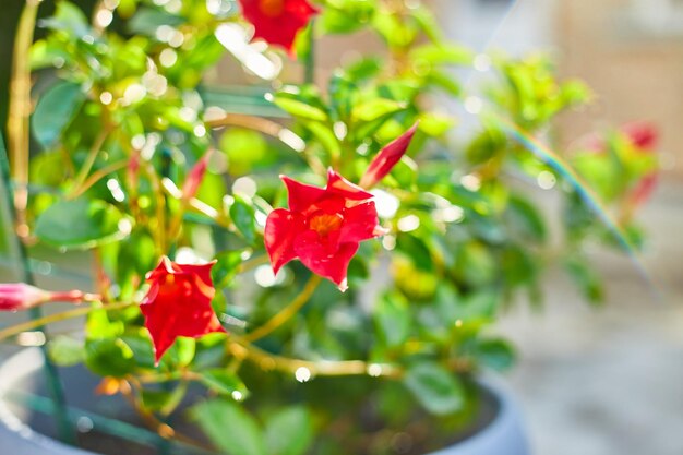 Dipladenia Mandevilla sanderi soleil extérieur