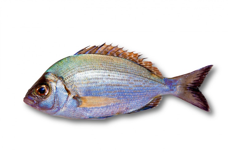 Photo diplodus sargus daurade blanche isolée