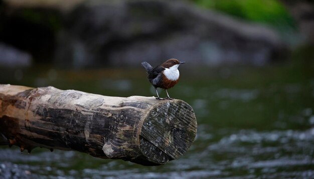 Un dipper accroché à un tronc de bois