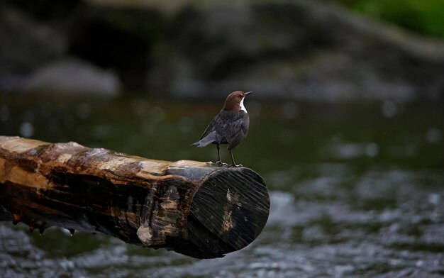 Un dipper accroché à un tronc de bois