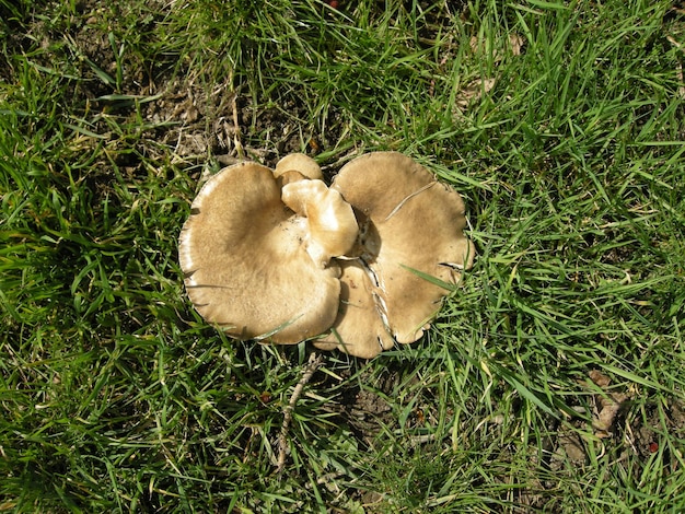 Photo directement au-dessus du coup de champignon dans la pelouse